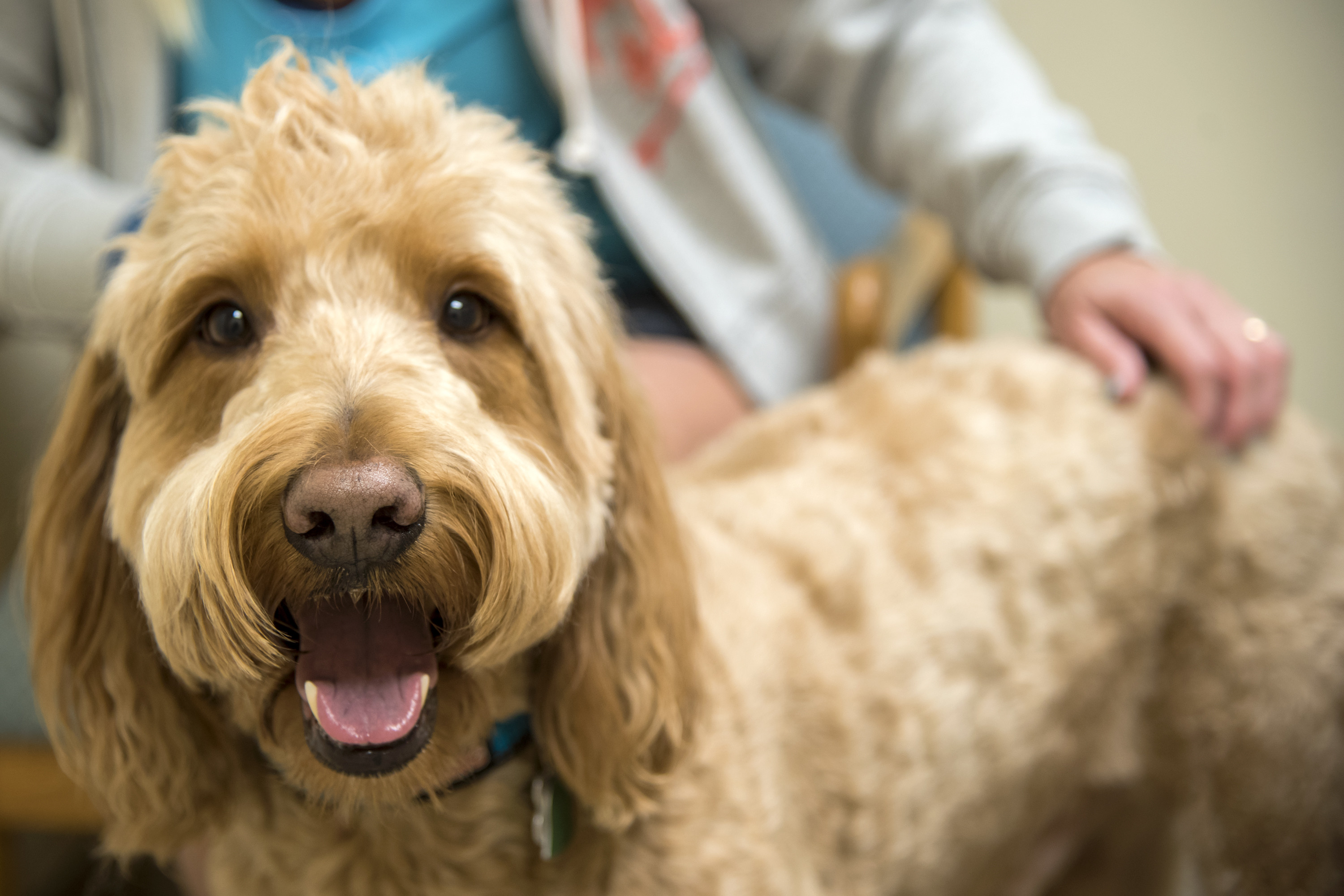 Why It's Important to Vaccinate Your Pet - in Salt Lake City