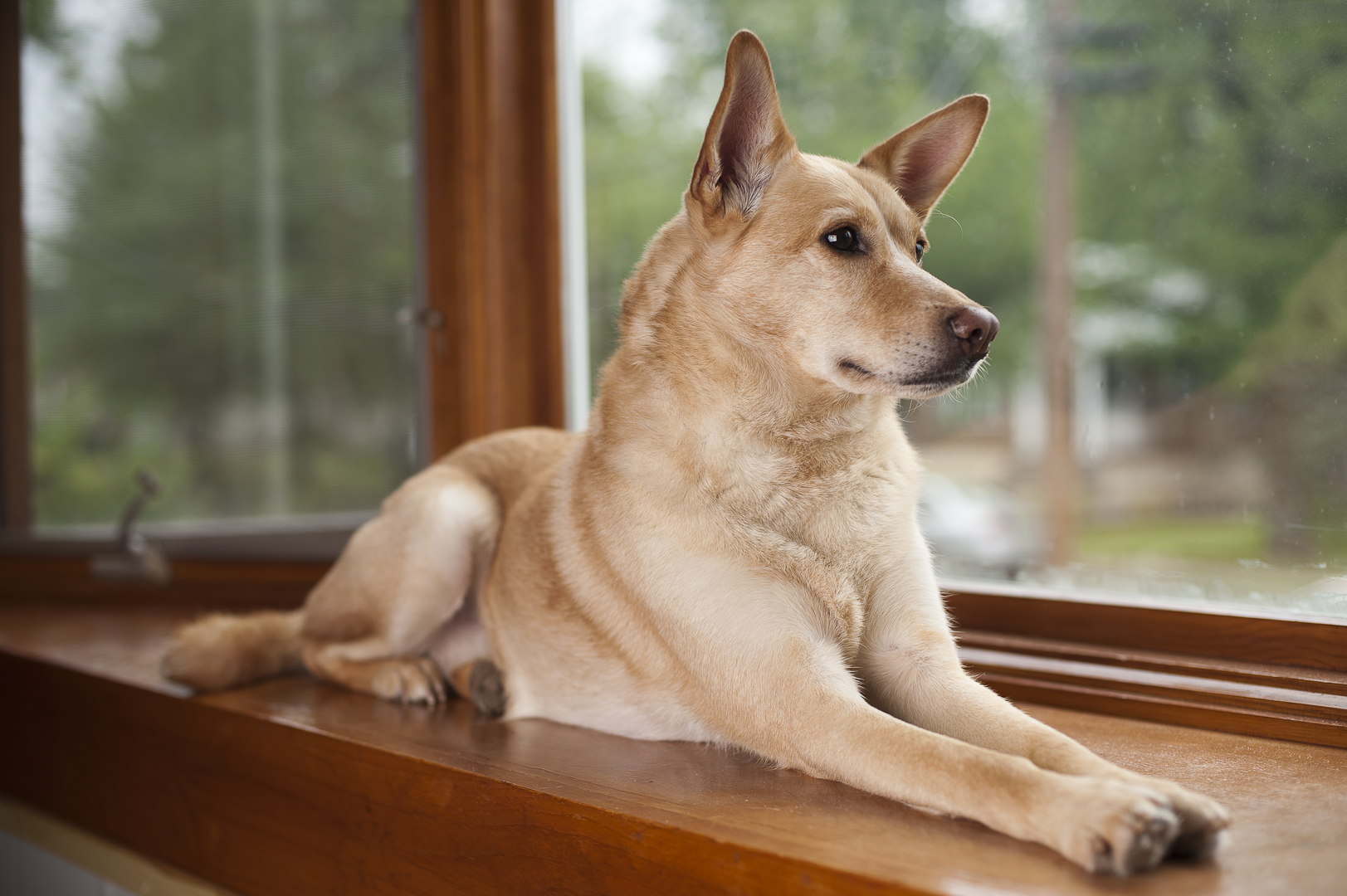 How to Make Your Home Safer for Your Pet - 