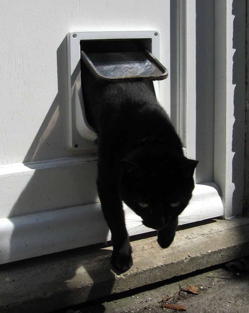 doggy door for glass door 