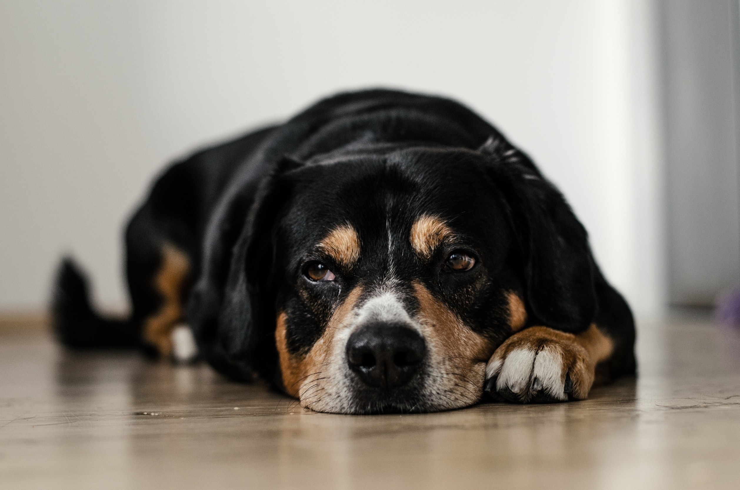 Dog Door for sliding glass door 