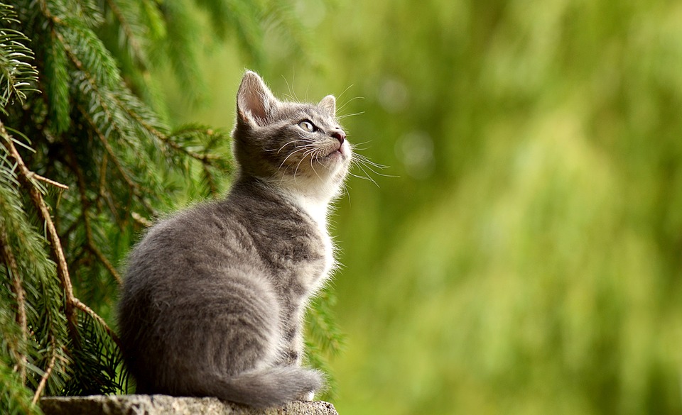 Tips for Keeping Your Cat Healthy - 