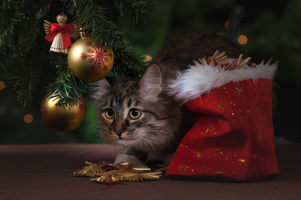 Best Gift Ideas For Your Pet 