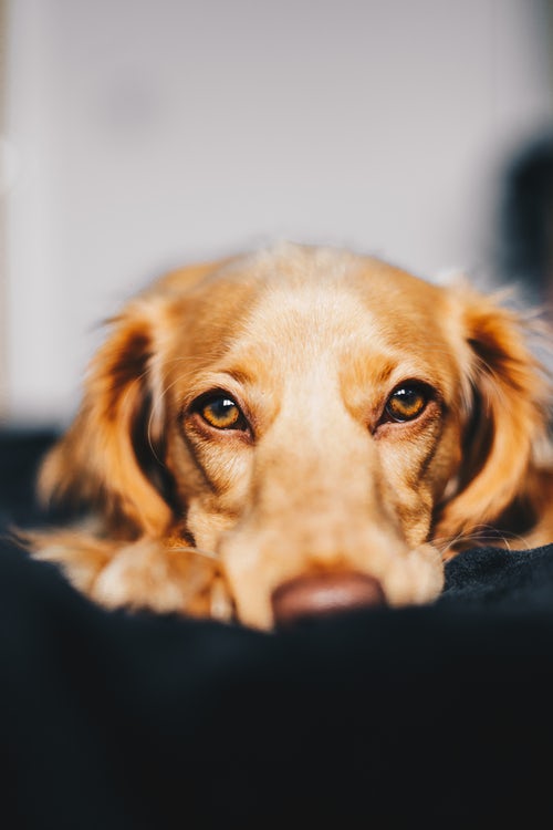 pet door for sliding glass door Salt Lake City