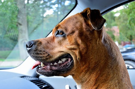 pet door for sliding glass door 