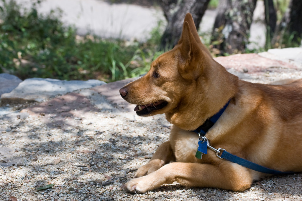 doggy door for glass door Salt Lake City