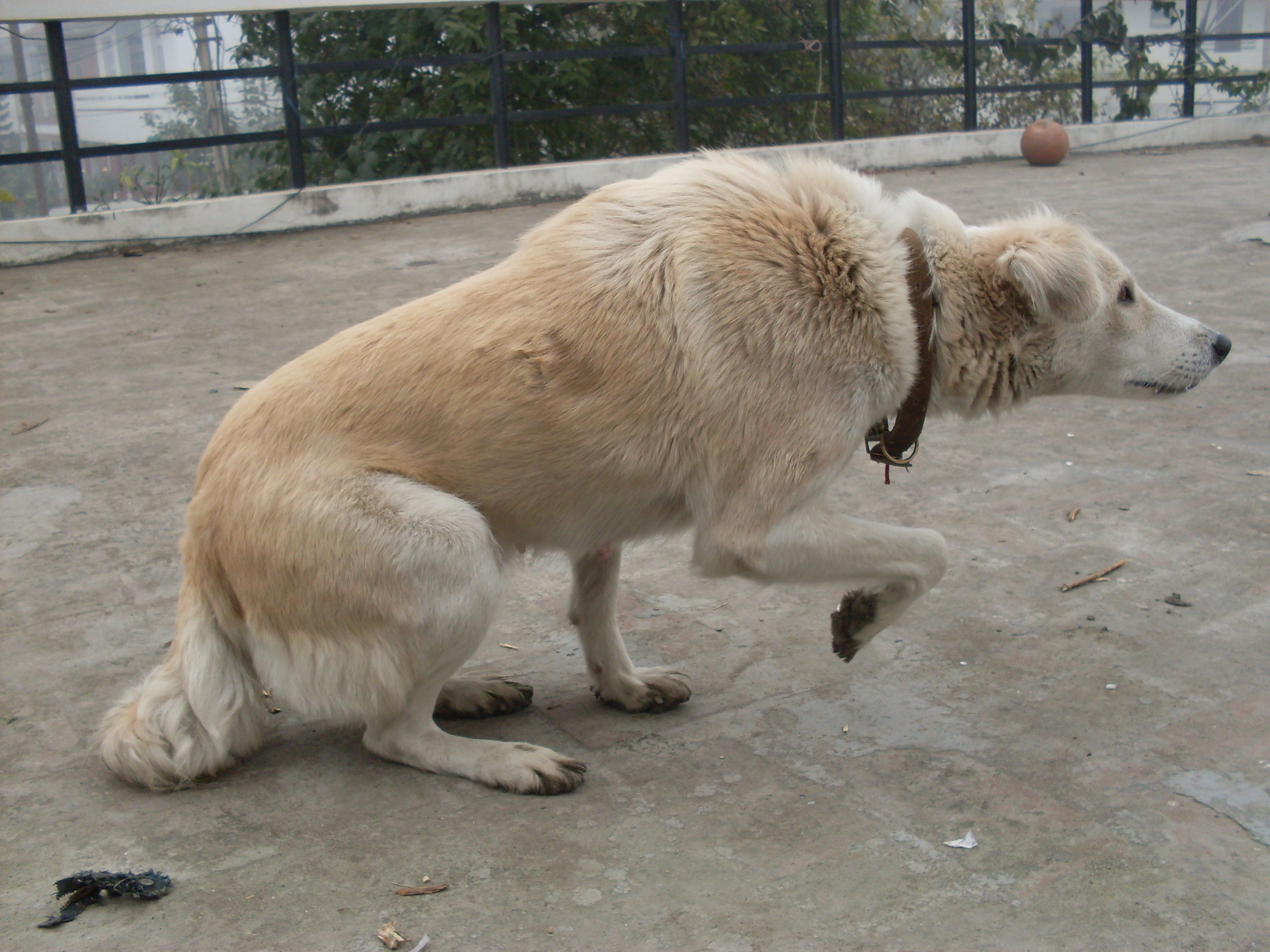 Dog Door for sliding glass 