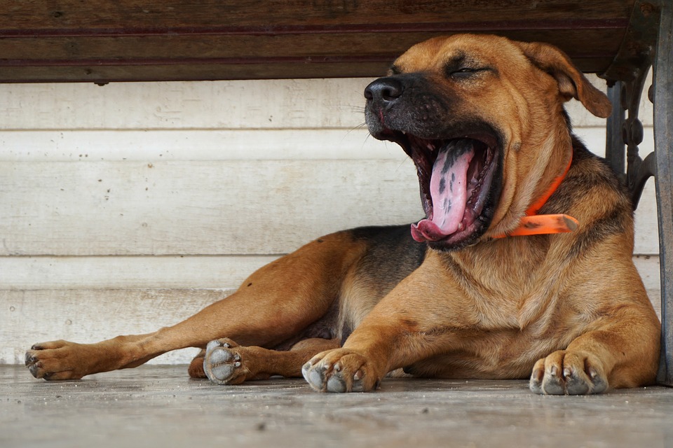 doggy door for glass door 