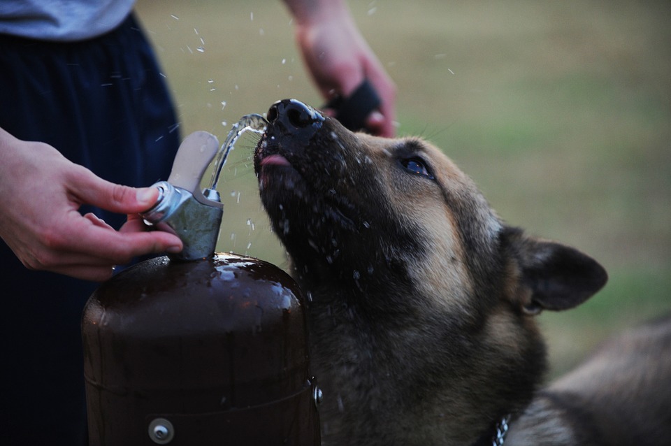 Tips to Keep Your Pet Hydrated This Summer - in Salt Lake City