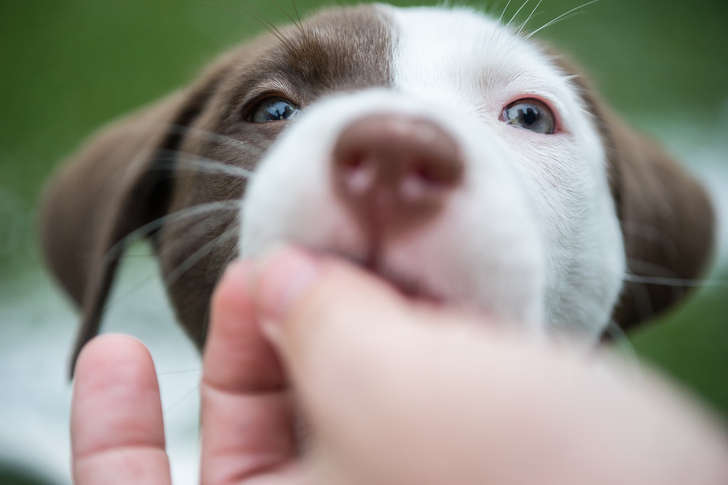 What to Do If Your Dog Eats Chocolate - in Salt Lake City