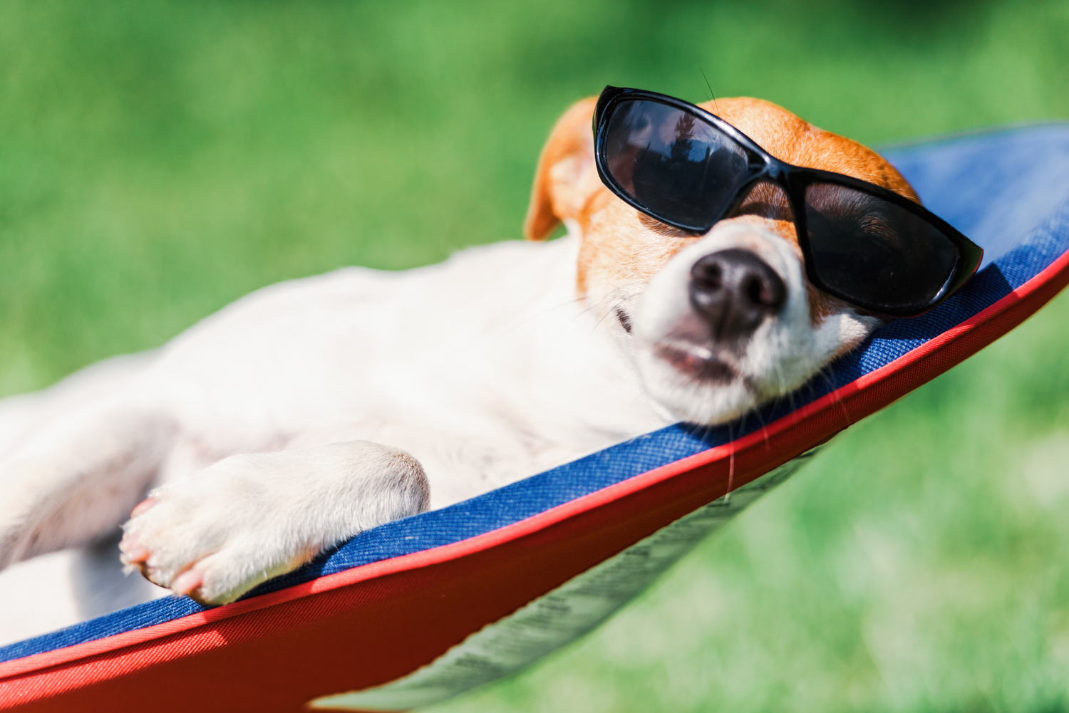 Relaxing dog in a hammock