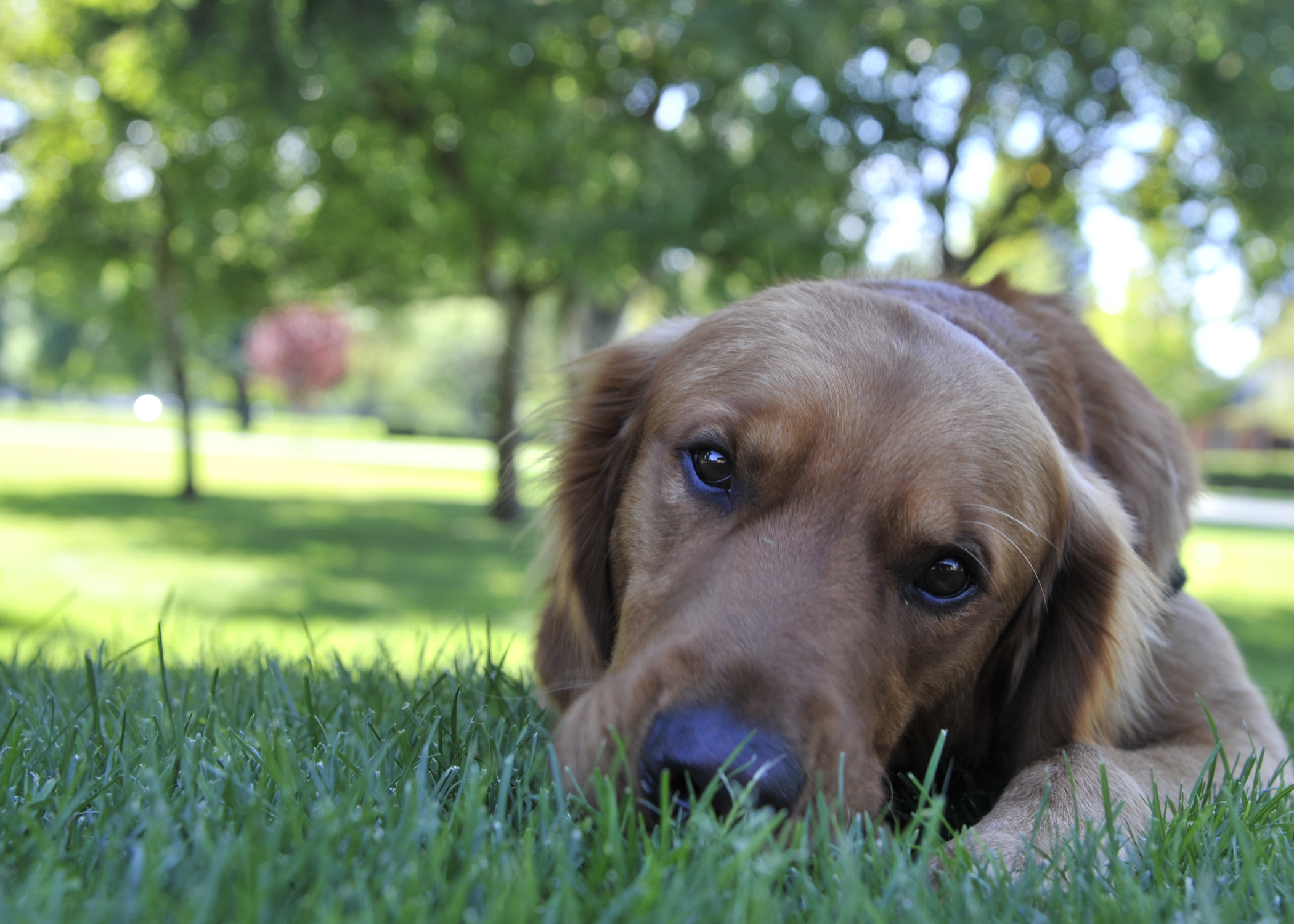 How to Keep Your Pet Safe During COVID-19 in Salt Lake City