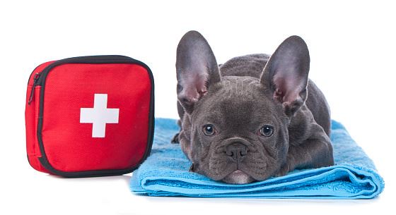 Creating a First Aid Kit for Your Pet - Glass Pet Doors