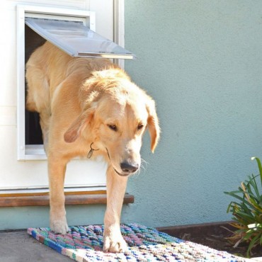 A cute retriever using a Glass Pet Doors brand door.
